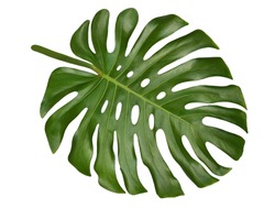 Large tropical shiny jungle leaf called Monstera, Swiss Cheese or Hurricane Plant, with unique holes and splits, a natural adaptation to withstand strong winds, isolated on white background