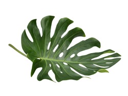 Tropical Jungle Leaf, Monstera, resting on flat surface, isolated on white background, also called Swiss Cheese plant