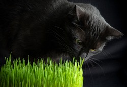 Grass for cats. Black cat sniffing young grass on a dark background.