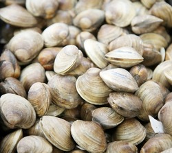 Clams. Fresh clams. shellfish. short necked clams. raw food from the sea. Pacific Ocean Seafood ingredients. fresh clams. seafood. Live shellfish.
