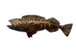 Fish. Preserved Fish. Isolated on white. Room for text. Clipping Path. Taxidermy of a fish.Animal Taxidermy. seawater fish. 