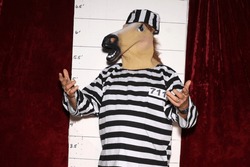 Photo Booth. A Horse wears a Prison Striped Uniform in front of a Police Mugshot Chart aka booking photograph. Under arrest. Photo Booth fun. Party Time. Photo Booth. Smile. Police Station. Party Fun.