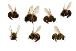 Seven (7) Different Angles of a North American Africanized Honey Bee aka 