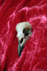 Crow Skull on red velvet