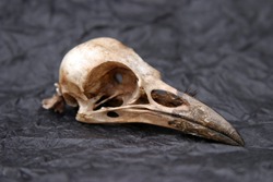 Crow Skull on black tissue paper