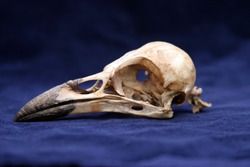 crow skull on blue velvet