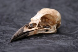Crow Skull on crumpled black tissue paper