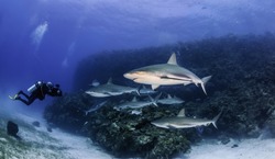 Caribbean reef sharks swimming amongst the tropical reefs of the Gardens Of The Queens Marine Park in Cuba. 