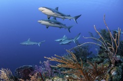 Caribbean reef sharks swimming amongst the tropical reefs of the Gardens Of The Queens Marine Park in Cuba. 