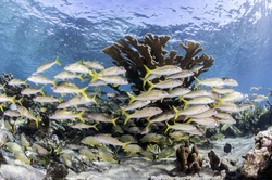 Tropical reef scene with hard and soft corals in the Gardens Of The Queens Marine reserve in Cuba. There is a large school of tropical fish in front of hard corals.