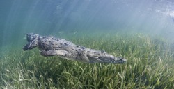 Cuban crocodile swimming underwater in the mangrove areas of Gardens of The Queens Marine Park in Cuba.
