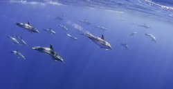 Pod of Atlantic spotted dolphins swimming by, Atlantic Ocean off the shores of Pico Island, The Azores, Portugal.
