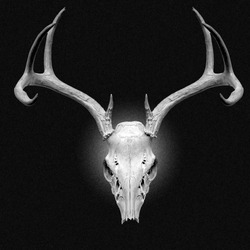 Image of Deer Skull on Black Background