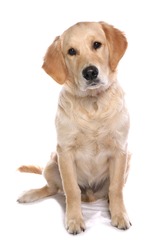 Golden Retriever Dog isolated on a white background