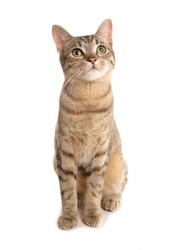 Bengal cat isolated on a white background