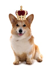 Corgi dog wearing a crown for the royal jubilee celebration cutout on a white background