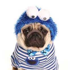Pug wearing cookie monster fancy dress isolated on a white background