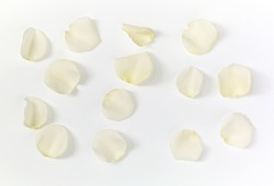White rose petals on white background