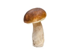 edible white mushroom, isolated on white background, close up