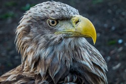 Eagle Close Up Portrait