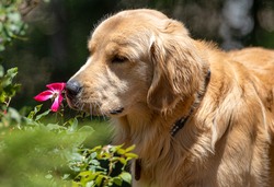 A young, male golden retriever stops to smell a rose.