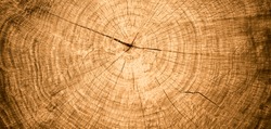 Closeup macro view of end cut wood tree section with cracks and annual rings. Natural organic texture with cracked and rough surface. Flat wooden surface with annual rings.