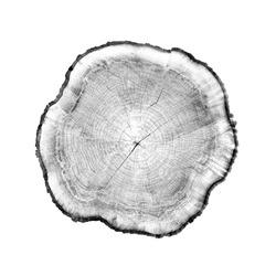 Rough aged wood textured tree rings. Black and white cut tree slice isolated on white showing age and years