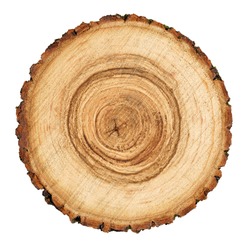Wooden stump isolated on the white background. Round cut down tree with annual rings as a wood texture.