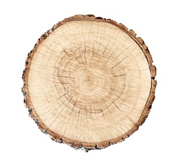 Wooden stump isolated on the white background. Round cut down tree with annual rings as a wood texture.