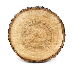 Large circular piece of wood cross section with tree ring texture pattern and cracks isolated on white background. Detailed organic surface from nature.