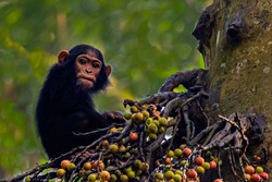 Chimpanzee in Kibale rainforest, Uganda, Africa