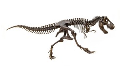 Fossil skeleton of Dinosaur king Tyrannosaurus Rex ( t-rex ) isolated on white background.
