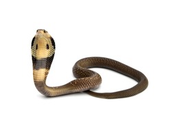 Little snake venomous Monocled Siamese cobra baby (Naja kaouthia) isolated on white background.