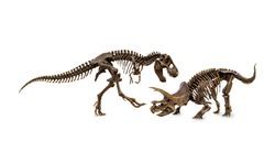 Battle of dinosaurs. Fossil skeleton Cretaceous. Shooting Hunt and Roaring of Tyrannosaurus (T-rex) With threat and self defense of Triceratops. Isolated on white background.