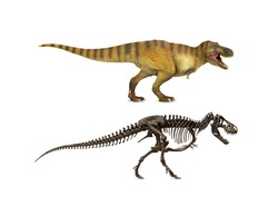 Set Tyrannosaurus (t-rex) Dinosaur theropod Cretaceous With a skeleton or fossil isolated on white background.