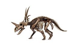 Fossil skeleton of Styracosaurus dinosaur is a genus of herbivorous ceratopsian from Cretaceous Period isolated on white background.