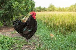 Free range organic chickens poultry in country of Thailand. Black australorp rooster in the backyard next to the rice fields with copy space background.