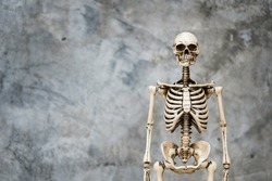 Human Skeleton in the dark background and copy space bare plaster or loft style.
