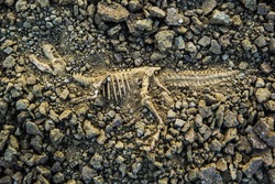 dig bones fossils T-rex dinosaur