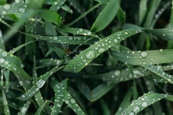 Fresh green grass with dew drops close up. Water driops on the fresh grass after rain. Light morning dew on the grass