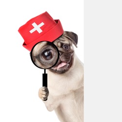 puppy dressed like a doctor looks through a magnifying lens. Isolated on white background