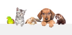 Group of pets  over empty white banner. isolated on white background. Space for text