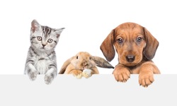 Group of pets  above empty white banner. isolated on white background. Empty space for text