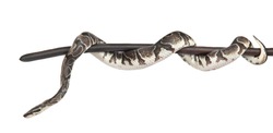 Royal Python, or Ball Python (Python regius) on a dry stick. isolated on white background