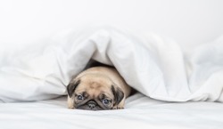 Sad Pug puppy lies under warm blanket on the bed at home. Empty space for text