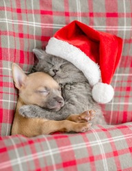 Gray kitten wearing red santa's hat hugs toy terrier puppy and sleeps under a blanket on a bed at home