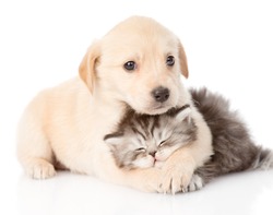 golden retriever puppy dog hugging british cat. isolated on white background
