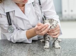 Vet treats cat's eyes in veterinary clinic