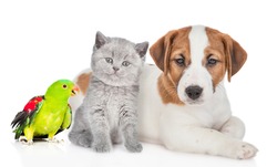 Dog, cat and parrot sit together in front view. Isolated on white background