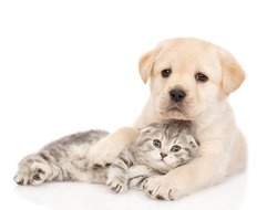 Friendly Golden retriever puppy hugs a tabby kitten. isolated on white background